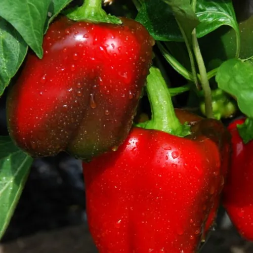 Big Red Pepper Seeds
