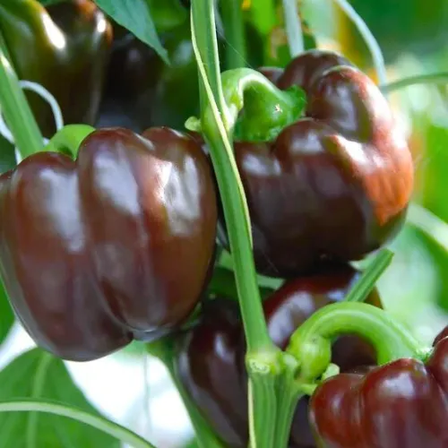 Chocolate Beauty Pepper Seeds