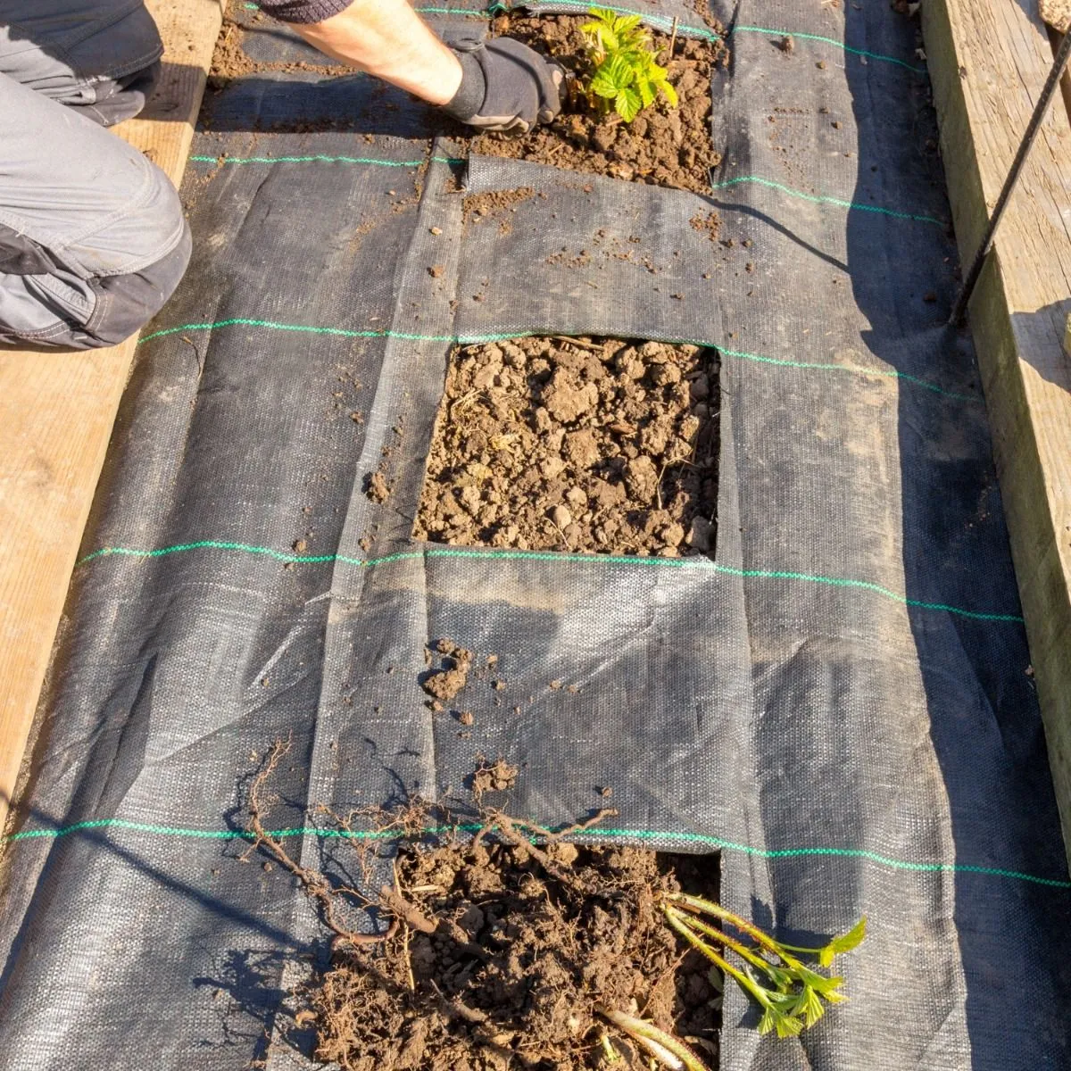 MIGHTY109 Weed Fabric (3 Feet x 150 Feet) 100GSM with UV Resistance