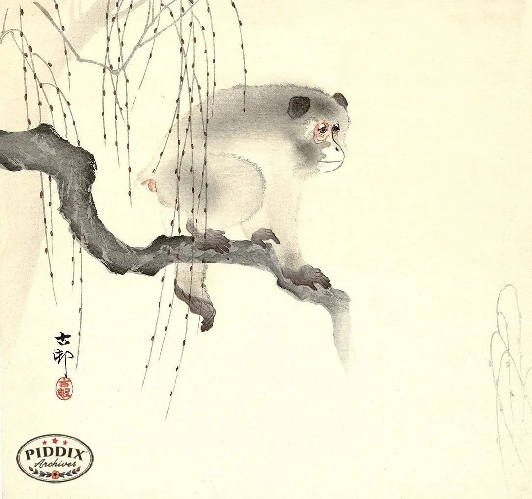 PDXC19524 -- Japanese Monkey