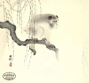PDXC19524 -- Japanese Monkey