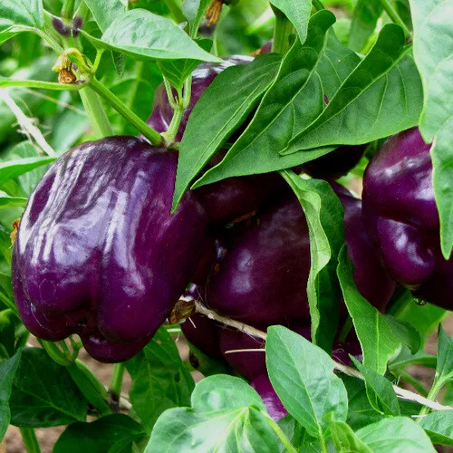 Purple Beauty Sweet Pepper Seeds