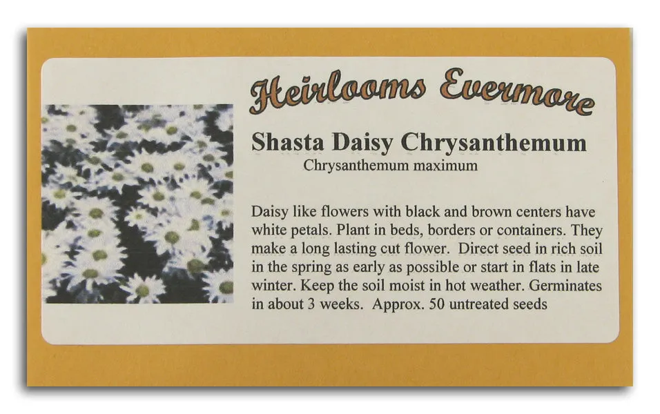 Shasta Daisy Chrysanthemum
