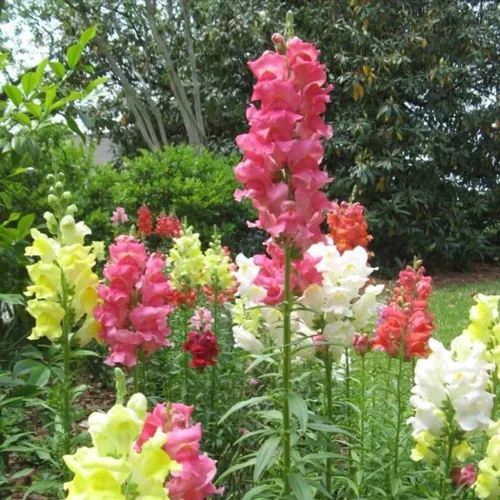 Tetra Mix Snapdragon Seeds